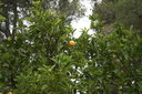 gal/cro 08/_thb_small-IMG_4709.JPG